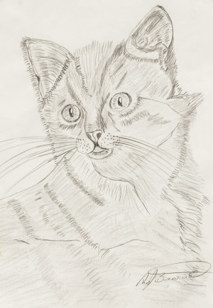 Robert B A Cat